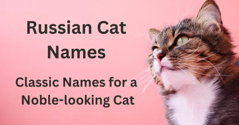 Best Russian Cat Names with Meanings