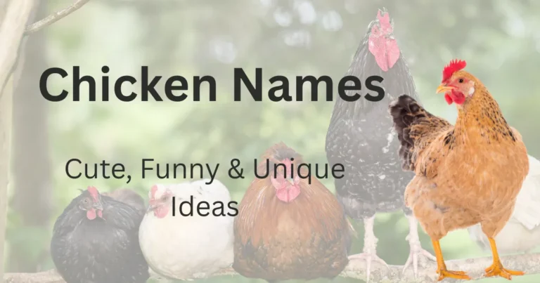 300+ Chicken Names: Cute, Funny & Unique Ideas