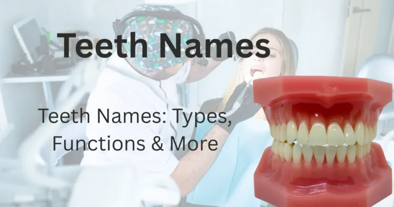 Teeth Names 