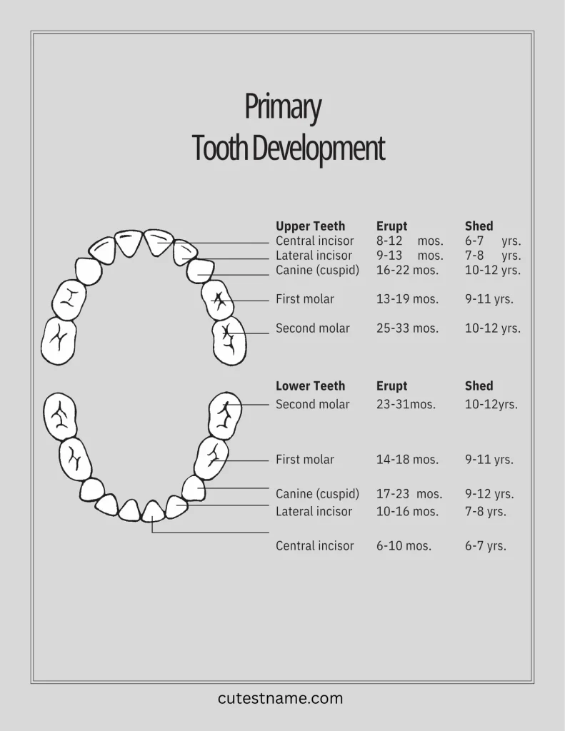 Teeth Names 