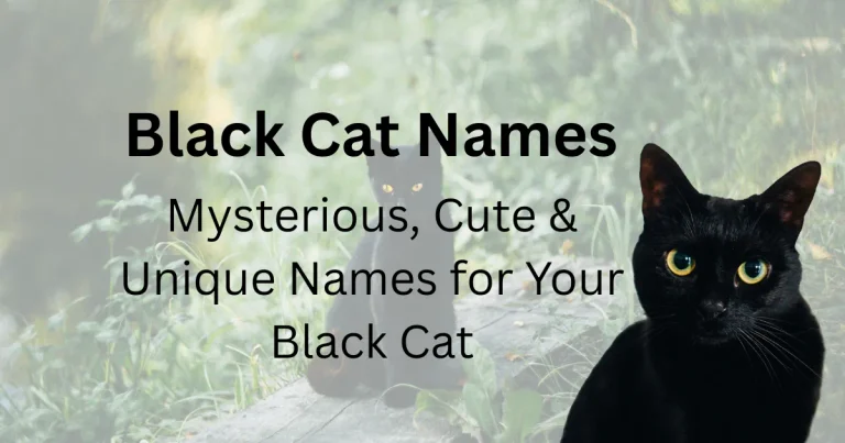 Black Cat Names