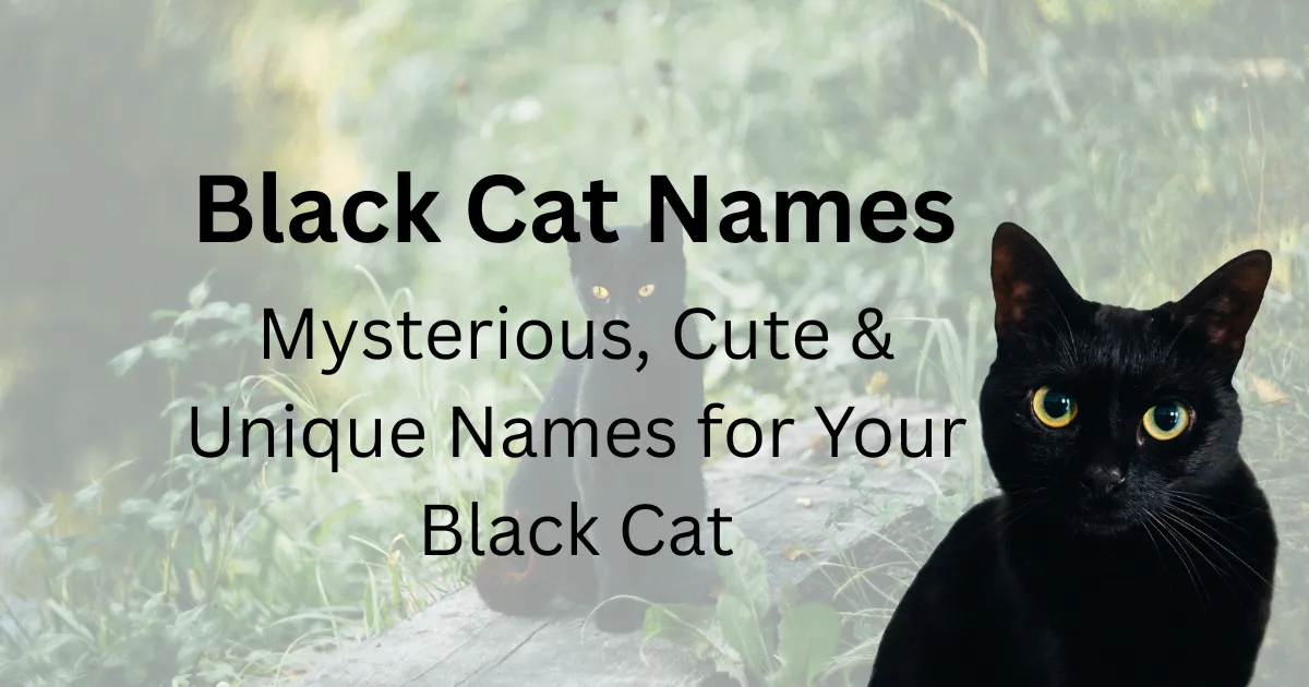 Black Cat Names